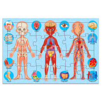 Пазл листовой. Тело человека. 24 детали. А4