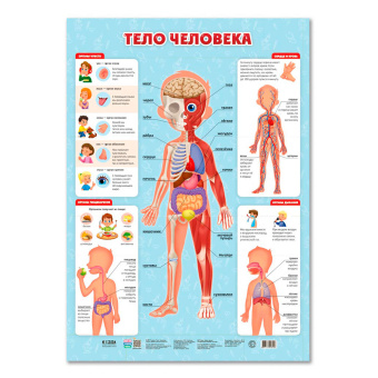 Плакат дидактический. Тело человека. 45х64 см. ГЕОДОМ